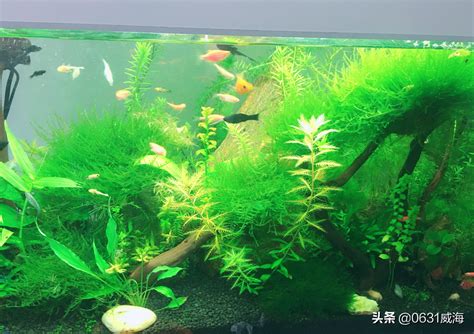 魚缸水位高度|通過對魚缸水位高低的調節，我們可以解決飼養觀賞魚的很多難。